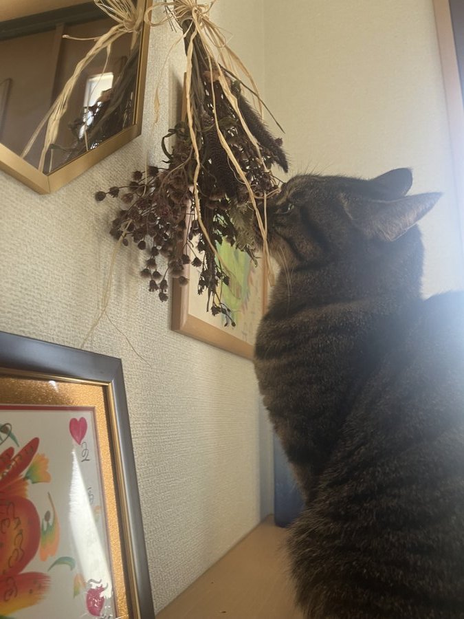 愛猫のはなこ